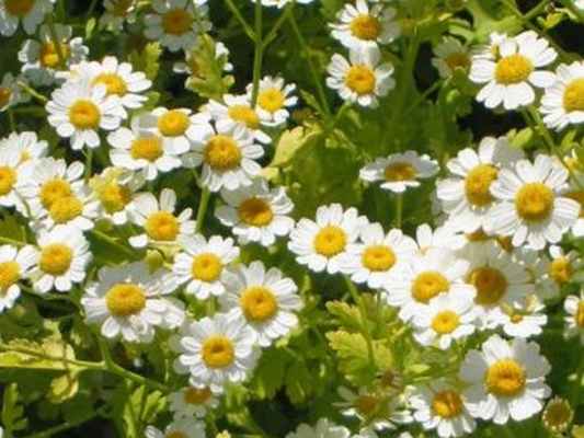 tanacetum-parthenium-feverfew.jpg