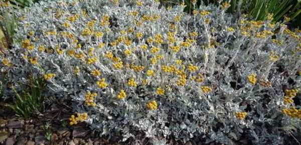 Tanacetum grossheimii википедия. Пижма девичья 05