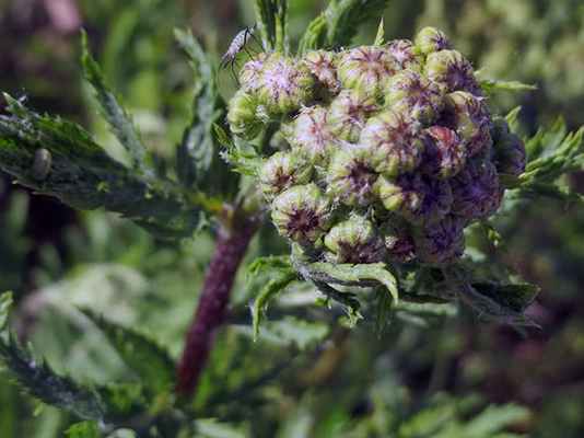 Выращивание пижмы: посадка и уход