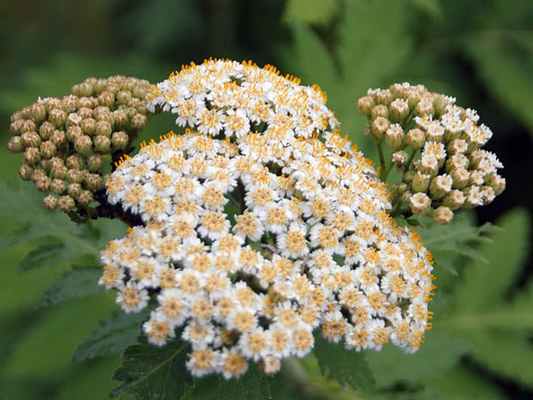 Пижма крупнолистная (Tanacetum macrophyllum)