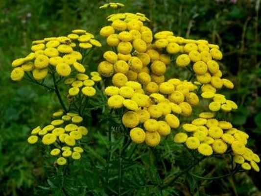 tanacetum-vulgare-min-1.jpg