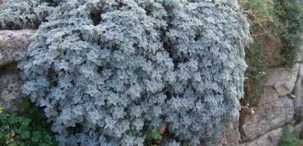 Tanacetum grossheimii википедия. Пижма девичья 04