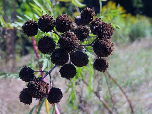 Полезные свойства пижмы и противопоказания