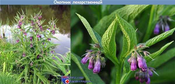 Окопник лекарственный