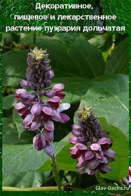 пуэрария дольчатая
