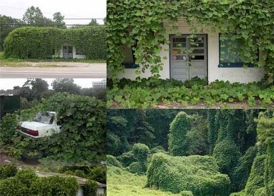 пуэрария дольчатая в ландшафтном дизайне