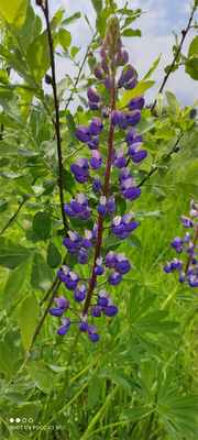 Фото биолога сообщества Фанерозой, Евгения Будько