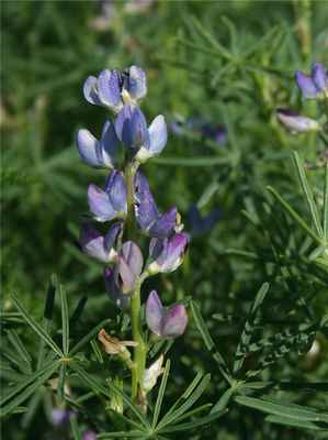 Lupinus angustifolius