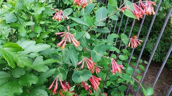 dekorativnogo-rasteniya