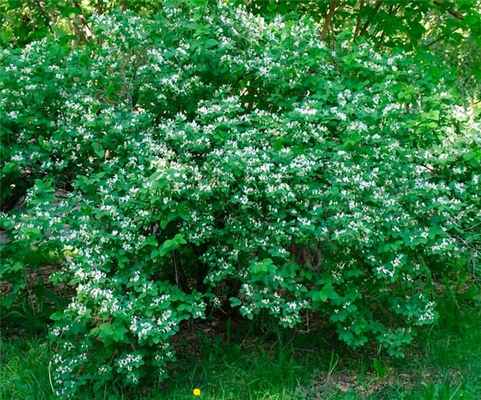 жимолость кустарниковая
