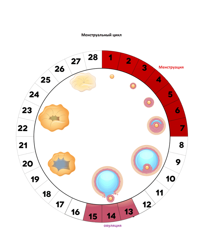 менструальный цикл.png