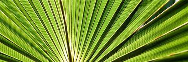 В чем особенность действия Saw Palmetto