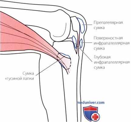 Пальпация коленного сустава спереди