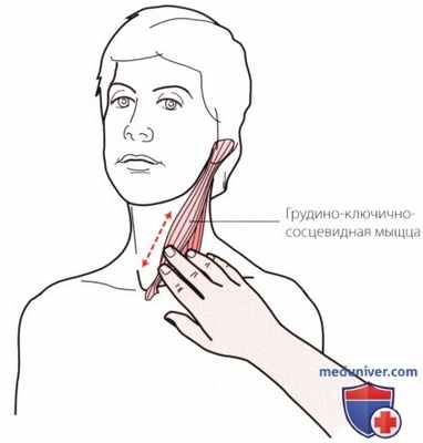 Пальпация плечевого сустава спереди