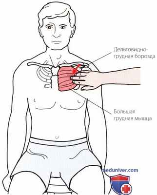 Пальпация плечевого сустава спереди
