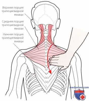 Пальпация плечевого сустава спереди