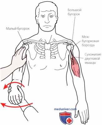 Пальпация плечевого сустава спереди