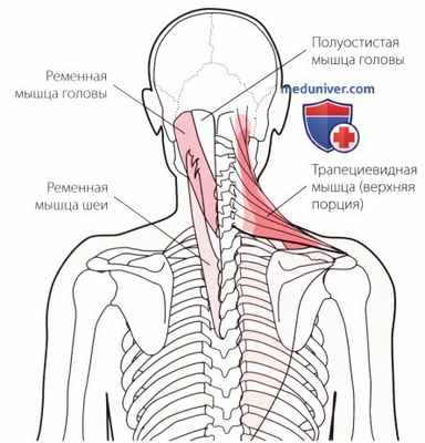 Пальпация височно-нижнечелюстного сустава сзади
