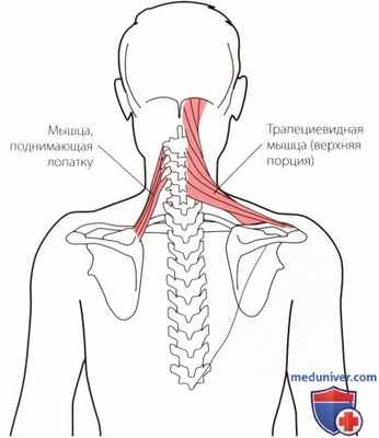 Пальпация височно-нижнечелюстного сустава сзади