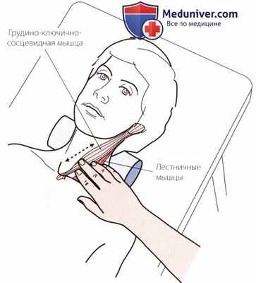 Пальпация мягких тканей шеи и грудной клетки спереди