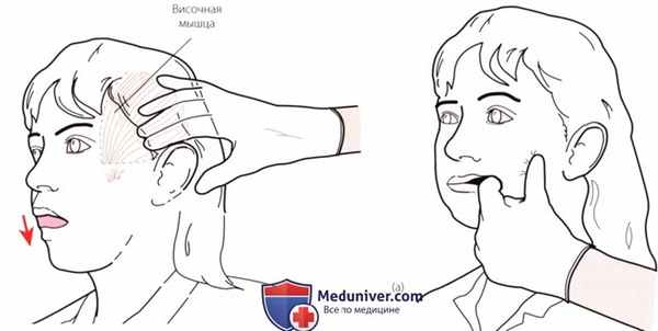 Пальпация височно-нижнечелюстного сустава спереди