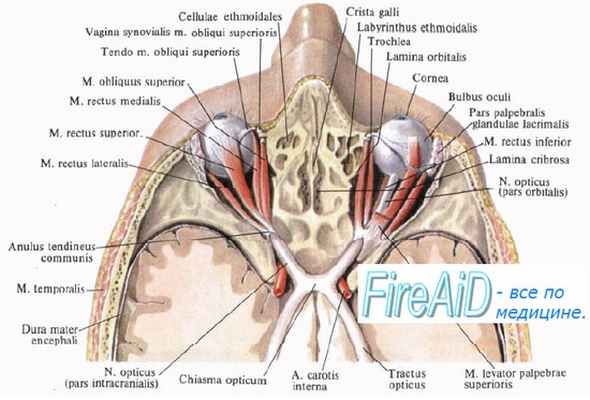мышцы глаза - паралич взора