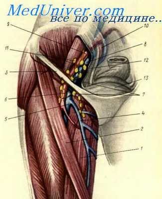 вульвэктомия