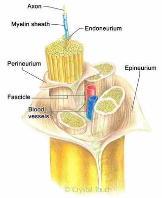 Сосуды, питающие нерв