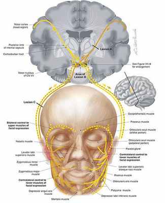 Кортико-нуклеарный путь
