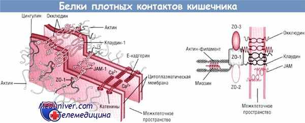 Плотные контакты кишечника