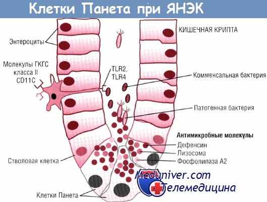 Клетки Панета при ЯНЭК
