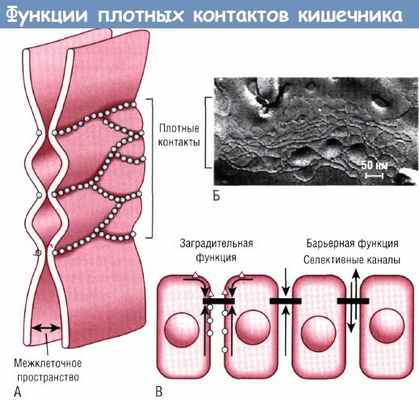Функции плотных контактов кишечника