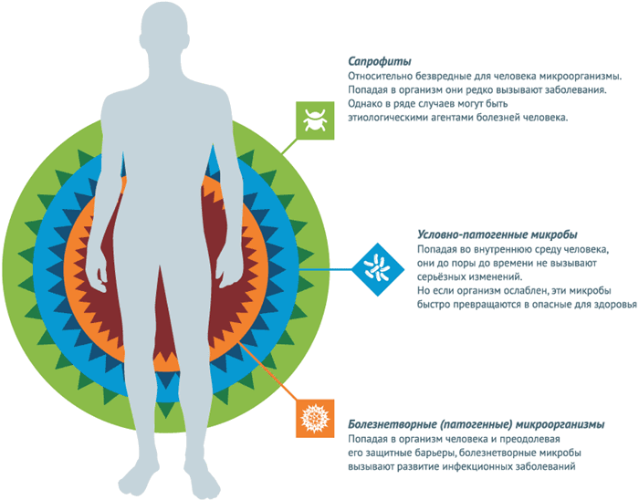 Микроорганизмы с точки зрения влияния на организм человека