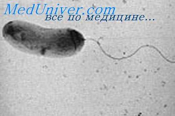 холерные вибрионы