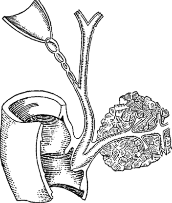 Схема протоков печени и поджелудочной железы