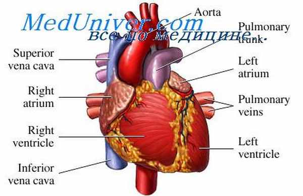 кардиомиопатия при алкоголизме