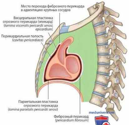 Перикард (pericardium)