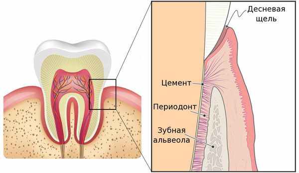 Воспаление комплекса соединительной ткани (периодонта)