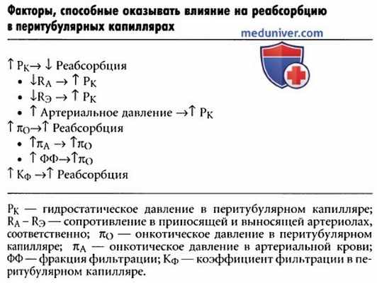 Перитубулярные капилляры почки. Регуляция реабсорбции в перитубулярных капиллярах