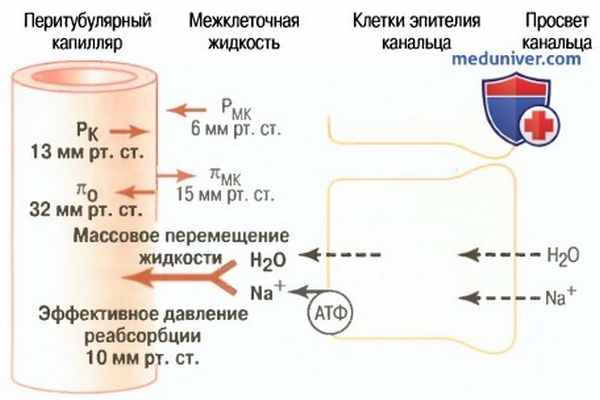 Перитубулярные капилляры почки. Регуляция реабсорбции в перитубулярных капиллярах