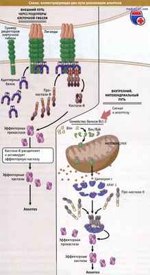 Схемы путей апоптоза