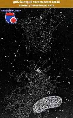 ДНК бактерий