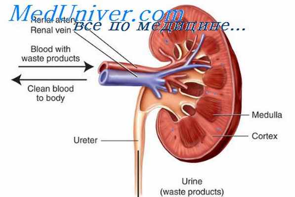 кишечные инфекции