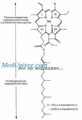 Пигменты фотосинтеза. Хлорофиллы. Каротиноиды