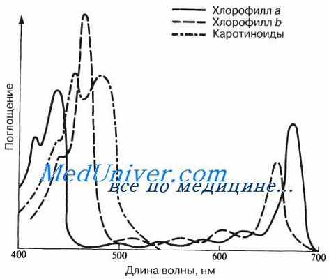 Пигменты фотосинтеза. Хлорофиллы. Каротиноиды