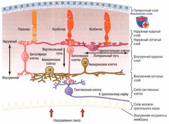 Пигментный слой сетчатки. Кровоснабжение сетчатки