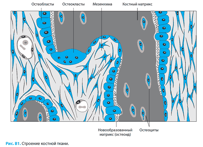 Рис. B1. Строение костной ткани.