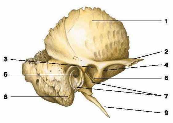 анатомия височной кости