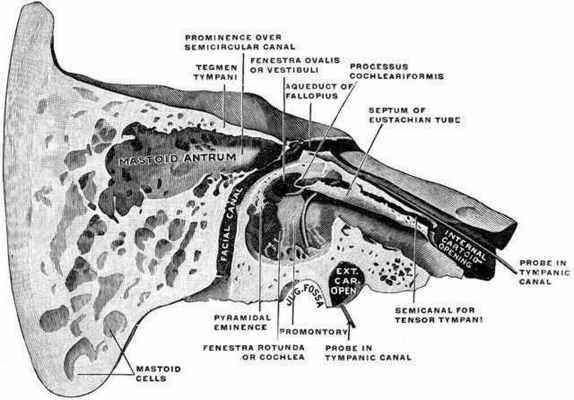 сонный канал височной кости