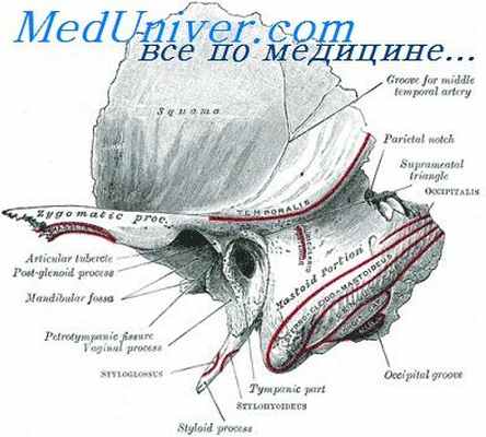 пирамида височной кости